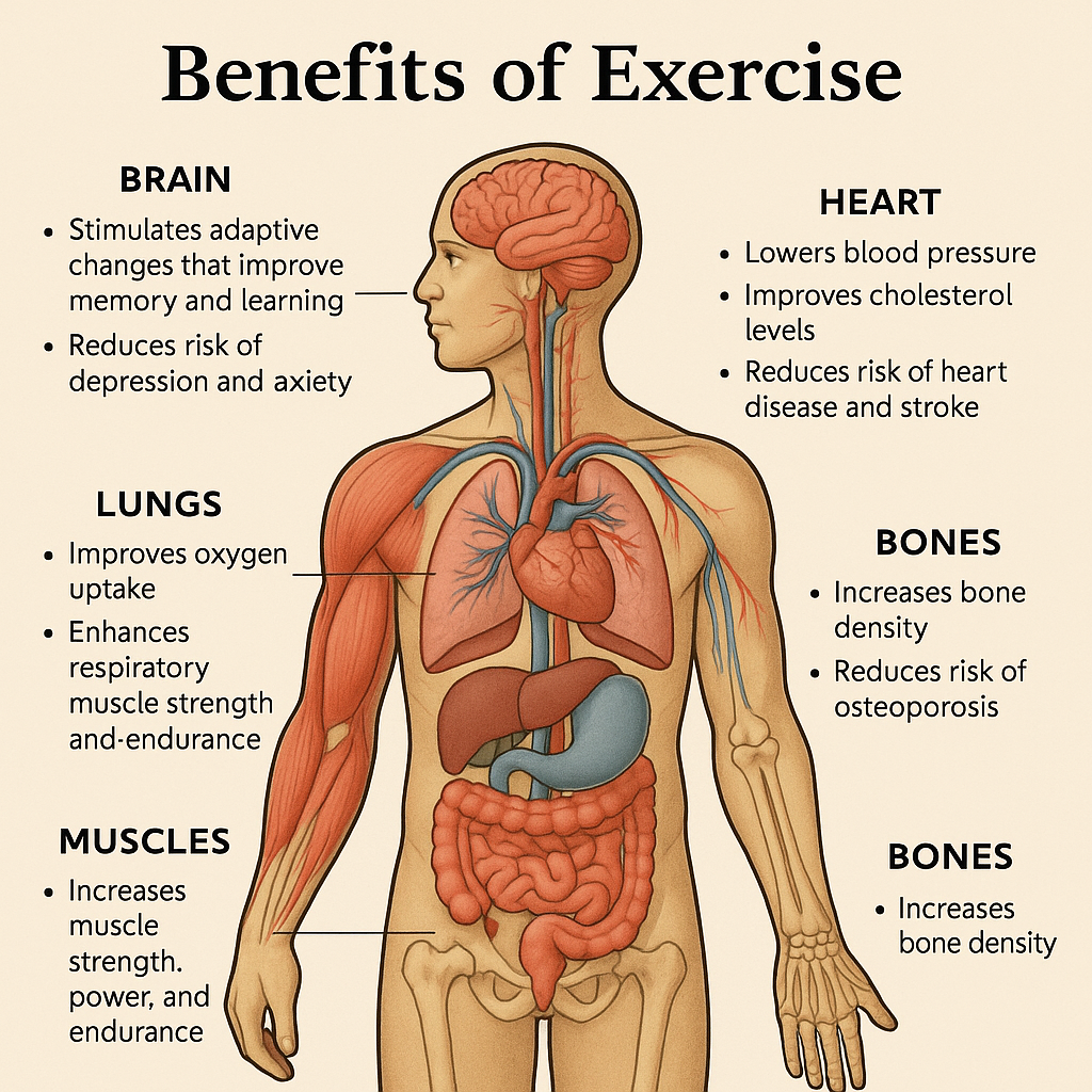 Diagram showing how exercise benefits different body systems